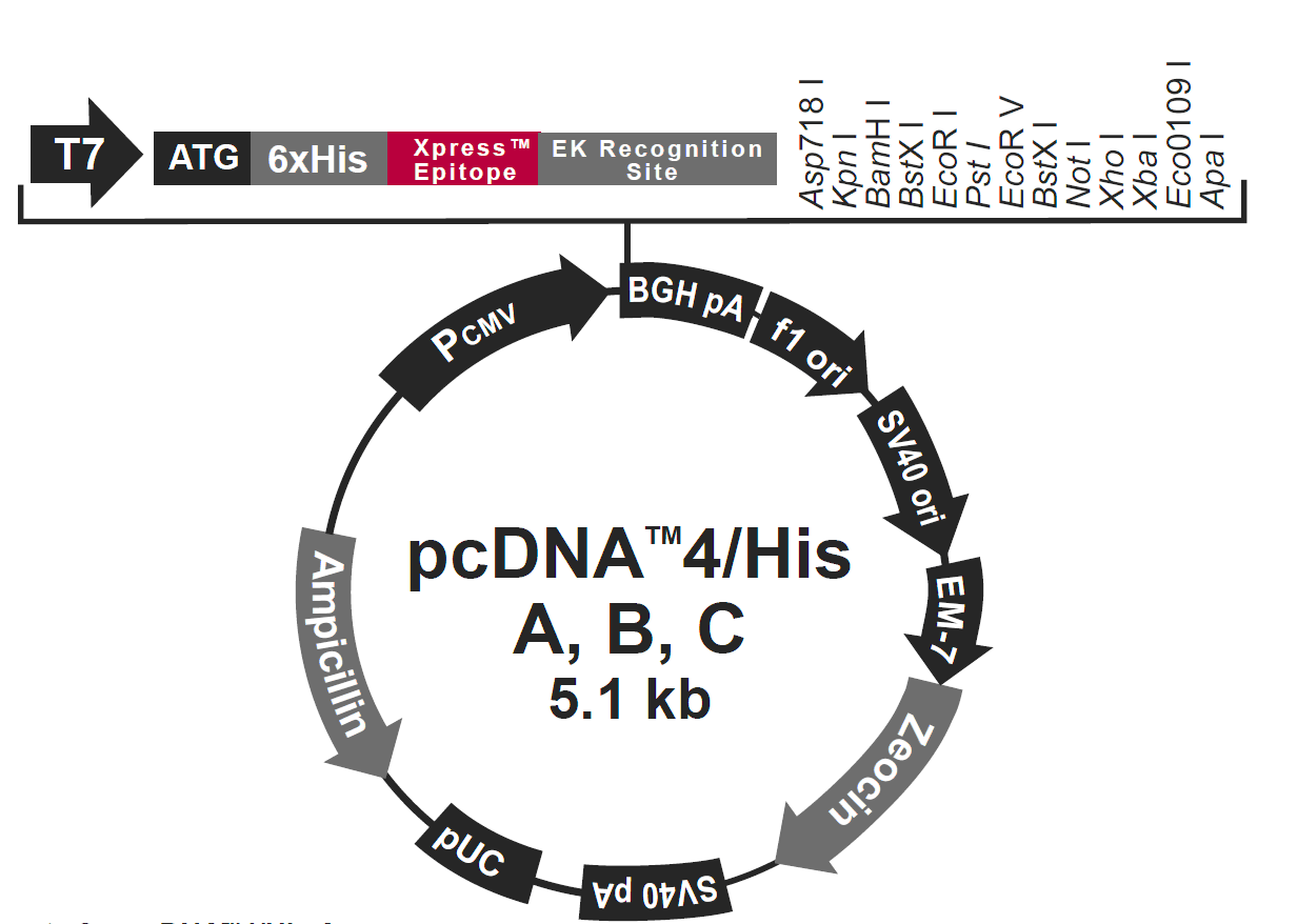 pcdna4-his b载体图谱